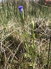 Gentianopsis detonsa nesophila