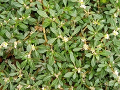 Alternanthera paronychioides