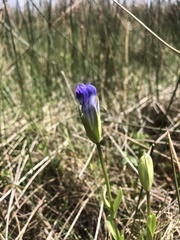 Gentianopsis detonsa nesophila
