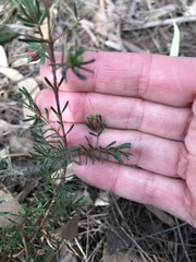 Darwinia biflora