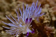 Pteraeolidia ianthina