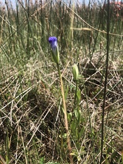 Gentianopsis detonsa nesophila