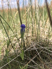 Gentianopsis detonsa nesophila