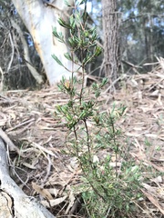 Darwinia biflora