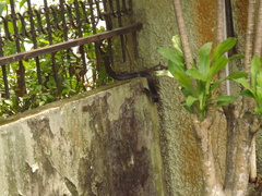 Naja sumatrana