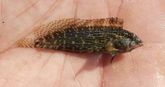 Chasmodes bosquianus