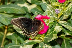 Papilio menatius morelius