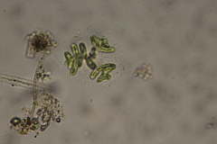 Dimorphococcus lunatus