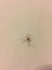 Araneomorphae