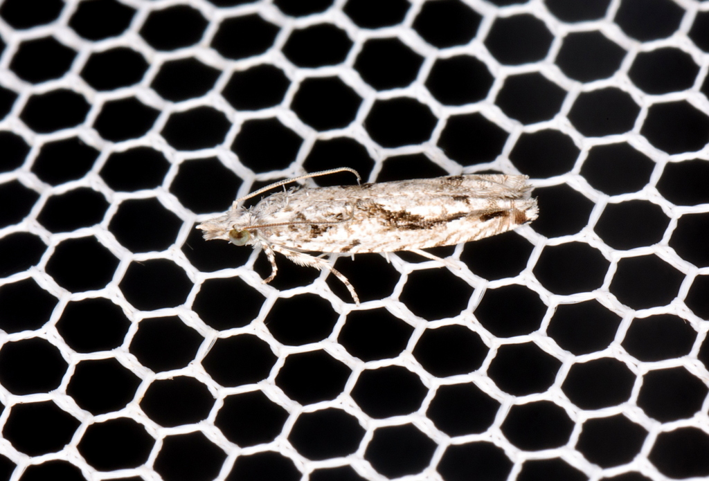 Holocola melanographa