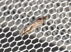 Holocola thalassinana