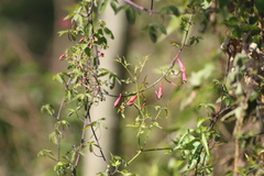 Tropaeolum pentaphyllum