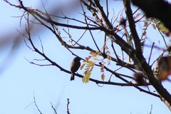 Tyrannidae