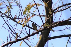 Tyrannidae