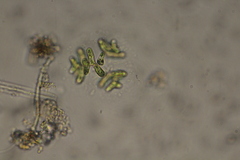 Dimorphococcus lunatus