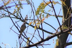 Tyrannidae