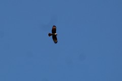 Rupornis magnirostris