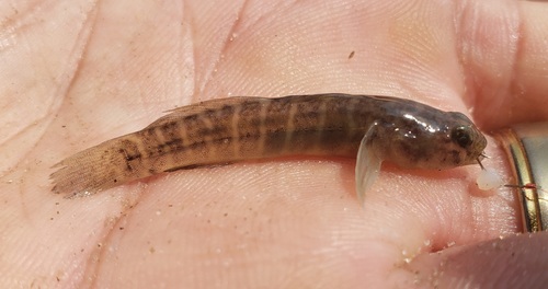 Naked goby (Gobiosoma bosc) — Gobiidae — 2
