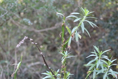 Baccharis phyteumoides
