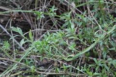 Baccharis phyteumoides