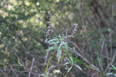 Baccharis phyteumoides