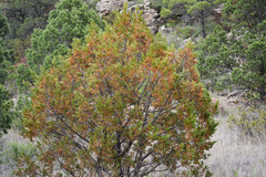 Juniperus deppeana zacatecensis