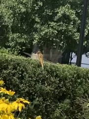 Sympetrum semicinctum