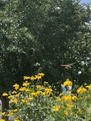 Sympetrum semicinctum