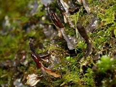 Peltigera dolichorhiza