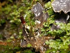 Peltigera dolichorhiza