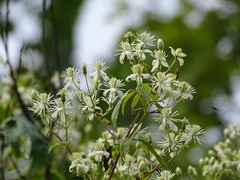 Clematis catesbyana
