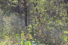 Polioptila dumicola