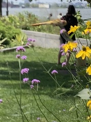 Sympetrum semicinctum