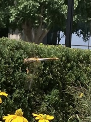 Sympetrum semicinctum