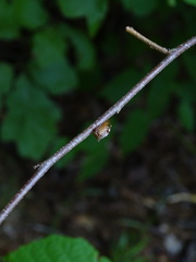 Stictocephala albescens