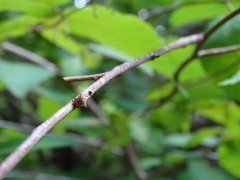 Stictocephala albescens