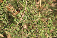 Schinus