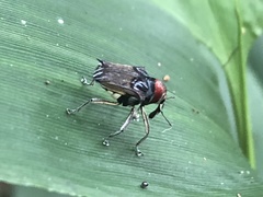 Pteracanthus smidtii