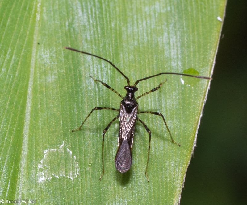 Helopeltis cinchonae