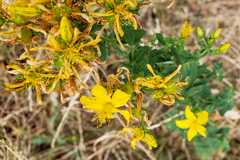 Hypericum perforatum