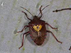 Halyomorpha scutellata