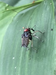 Pteracanthus smidtii