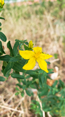 Hypericum perforatum