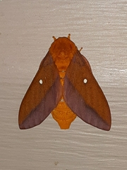 Anisota pellucida