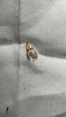 Petrophila bifascialis