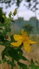 Hypericum perforatum