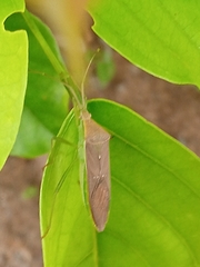 Coreinae