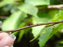 Stictocephala albescens