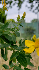 Hypericum perforatum