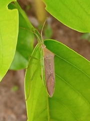 Coreinae
